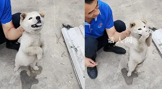 狗狗偷咬主人被抓包急忙捂嘴 网友辣评：小狗防住了一个大嘴巴子