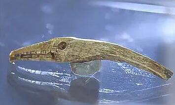 黑龙江不只有冰雕还有骨雕