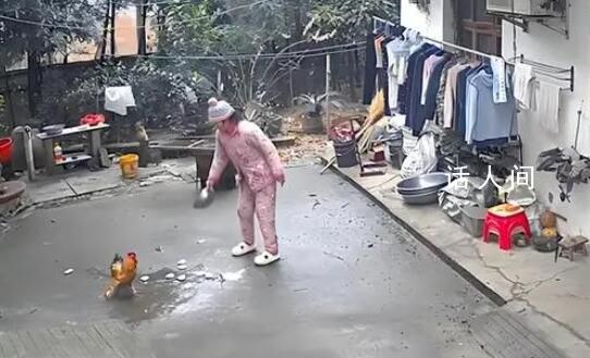 女子经过门口被公鸡欺负 结果反转