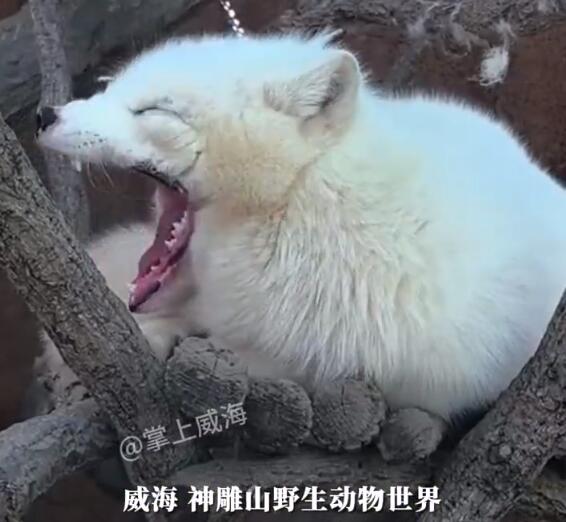 QQ截图20240321154209