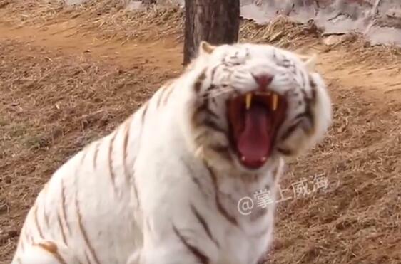 QQ截图20240321154234