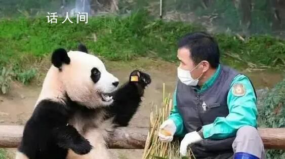 福宝还不满4岁不能谈恋爱 短期内应该还看不到福宝谈恋爱