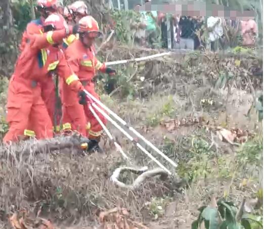 海南一村民被2米多长毒蛇咬死