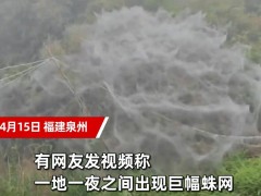 福建一地一夜间出现巨幅蜘蛛网，拍摄者：目测有30多平米！蜘蛛成精了？ （图）
