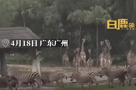广州暴雨前夕野生动物园动物狂奔
