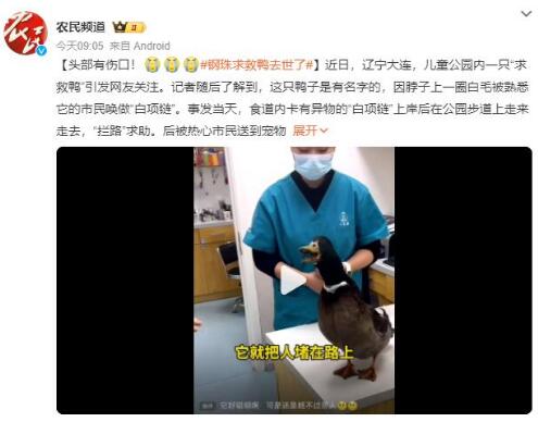 钢珠求救鸭去世了
