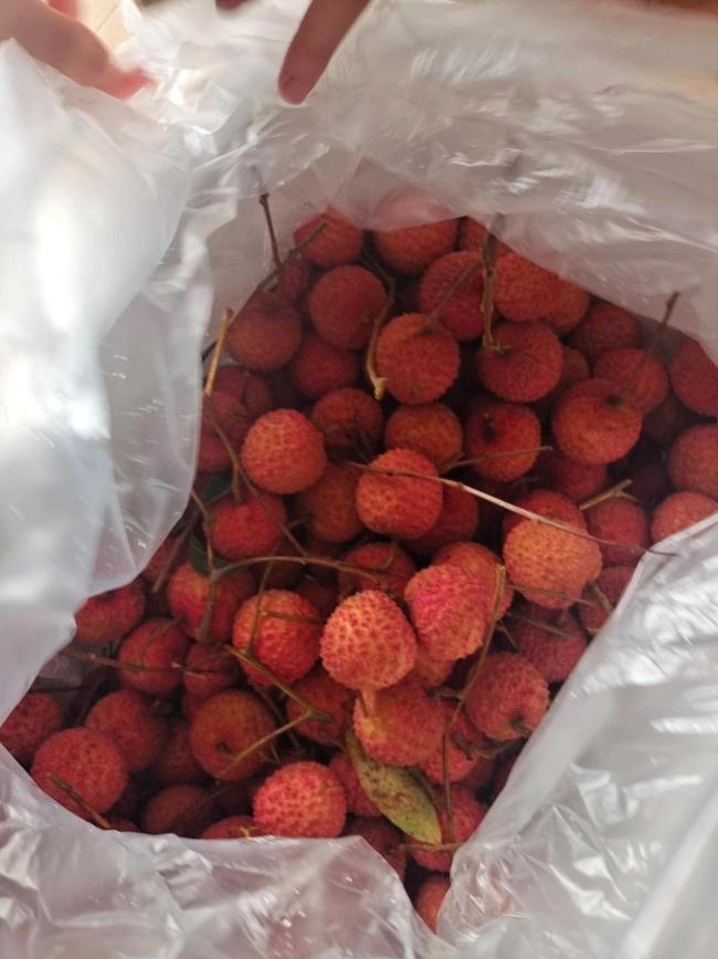 广东荔枝今年为何减产 极端天气下的农业之痛