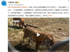 安徽阜阳野生动物园20只东北虎死亡 这是什么情况？