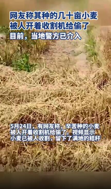 几十亩小麦被人开收割机偷了