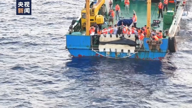 我国首次成功救治搁浅短肢领航鲸