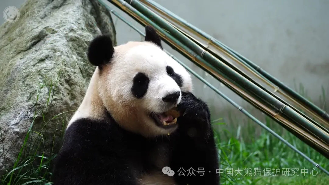 期待!大熊猫“福宝”将在12日与公众见面