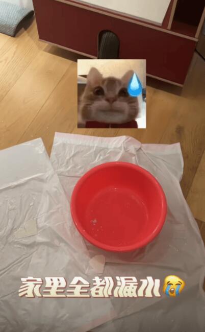 上海暴雨陈赫家里漏成水帘洞