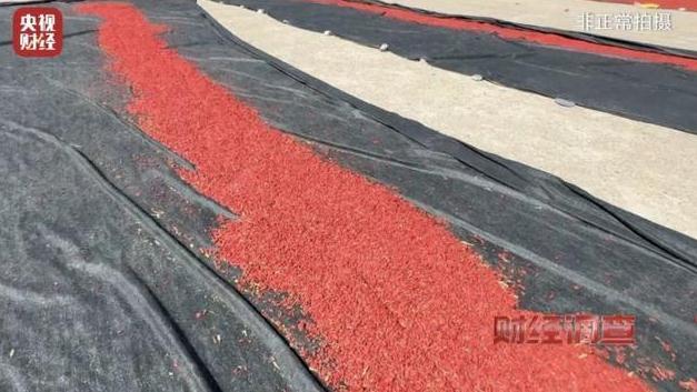 硫超标枸杞加工现场:被熏到泪流不止