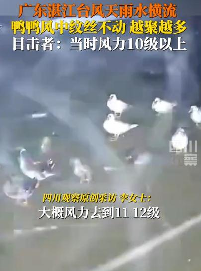 台风天鸭群稳稳站立纹丝不动