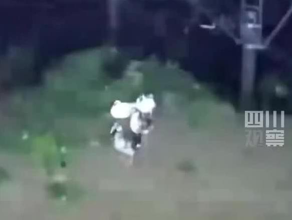 台风天鸭群稳稳站立纹丝不动 
