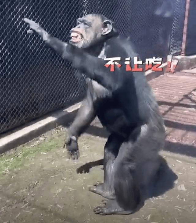 大猩猩隔着玻璃比划&ldquo;谢谢,吃不了&rdquo; 温馨一幕引惊叹