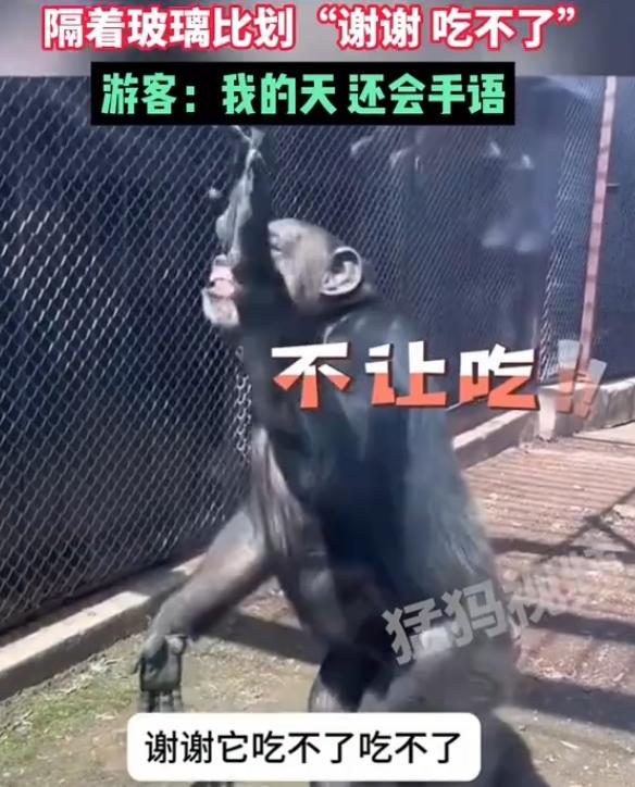 大猩猩隔着玻璃比划&ldquo;谢谢,吃不了&rdquo;