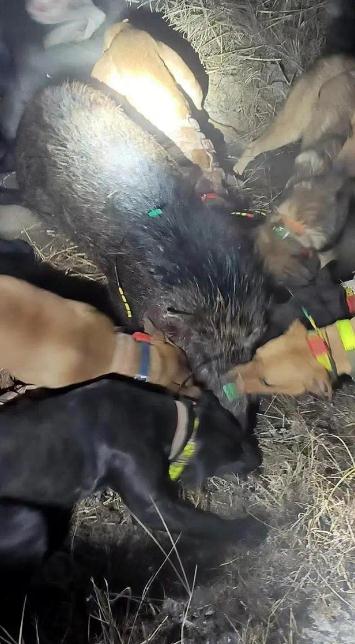 4每头野猪悬赏2400 有人一晚捕13头