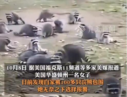 投喂浣熊35年后自家被百余只包围