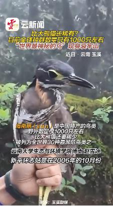 哀牢山发现全球仅千只的鸟