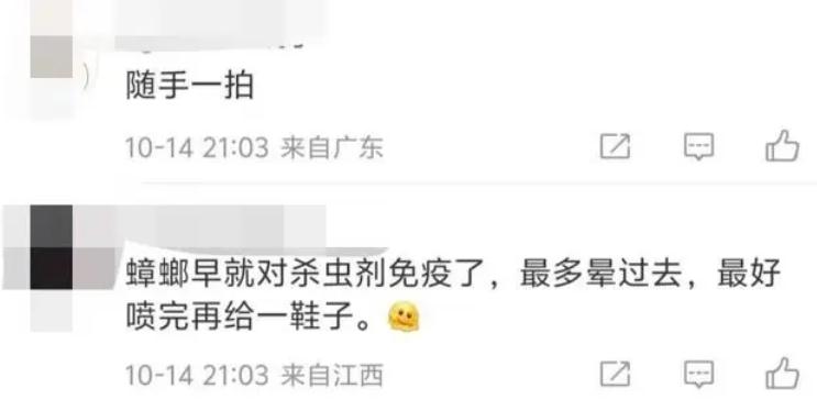 广东蟑螂已进化?疾控部门回应