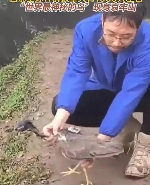 &ldquo;世界上最神秘的鸟&rdquo;现身哀牢山
