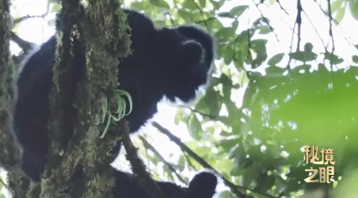 哀牢山拍到大量珍稀野生动物