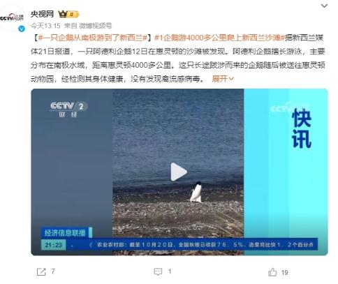 一只企鹅从南极游到了新西兰